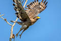 Crested Serpent Eagle Spilornis cheela burmanicus