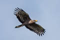 Crested Serpent Eagle Spilornis cheela ssp.