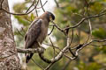 Crested Serpent Eagle Spilornis cheela burmanicus