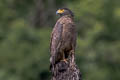 Crested Serpent Eagle Spilornis cheela burmanicus