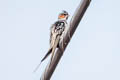 Crested Treeswift Hemiprocne coronata