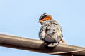 Crested Treeswift Hemiprocne coronata