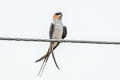 Crested Treeswift Hemiprocne coronata