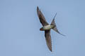 Crested Treeswift Hemiprocne coronata