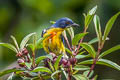 Crimson-breasted Flowerpecker Prionochilus percussus