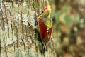 Crimson-wniged Woodpecker Picus puniceus observandus