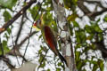 Crimson-wniged Woodpecker Picus puniceus observandus