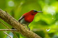 Crimson Sunbird Aethopyga siparaja cara