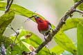 Crimson Sunbird Aethopyga siparaja trangensis