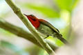 Crimson Sunbird Aethopyga siparaja trangensis