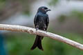 Crow-billed Drongo Dicrurus annectens