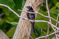 Crow-billed Drongo Dicrurus annectens