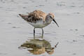 Curlew Sandpiper Calidris ferruginea