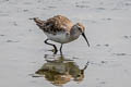 Curlew Sandpiper Calidris ferruginea