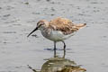 Curlew Sandpiper Calidris ferruginea