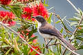 Dark-backed Sibia Heterophasia melanoleuca radcliffei