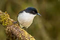 Dark-backed Sibia Heterophasia melanoleuca radcliffei