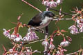 Dark-backed Sibia Heterophasia melanoleuca radcliffei