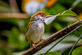 Dark-necked Tailorbird Orthotomus atrogularis nitidus