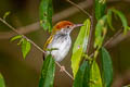 Dark-necked Tailorbird Orthotomus atrogularis nitidus