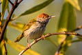 Dark-necked Tailorbird Orthotomus atrogularis atrogularis