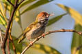 Dark-necked Tailorbird Orthotomus atrogularis atrogularis