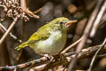 Dark-necked Tailorbird Orthotomus atrogularis atrogularis