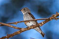 Dark-sided Flycatcher Muscicapa sibrica sibrica