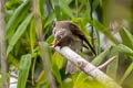 Dark-sided Flycatcher Muscicapa sibrica sibrica