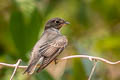 Dark-sided Flycatcher Muscicapa sibrica sibrica