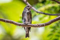 Dark-sided Flycatcher Muscicapa sibrica sibrica