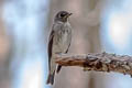 Dark-sided Flycatcher Muscicapa sibrica sibrica