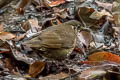 Dark-sided Thrush Zoothera marginata