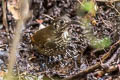 Dark-sided Thrush Zoothera marginata