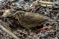 Dark-sided Thrush Zoothera marginata