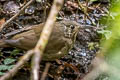 Dark-sided Thrush Zoothera marginata