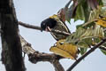 Dark-throated Oriole Oriolus xanthonotus xanthonotus 