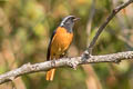 Daurian Redstart Phoenicurus auroreus leucopterus