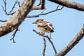 Daurian Starling Agropsar sturninus 