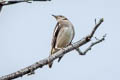 Daurian Starling Agropsar sturninus 