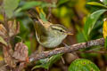 Davison's Leaf Warbler Phylloscopus intensior muleyitensis