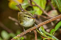 Davison's Leaf Warbler Phylloscopus intensior muleyitensis