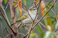 Davison's Leaf Warbler Phylloscopus intensior muleyitensis