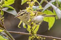 Davison's Leaf Warbler Phylloscopus intensior muleyitensis