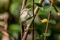 Davison's Leaf Warbler Phylloscopus intensior muleyitensis