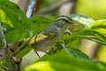 Davison's Leaf Warbler Phylloscopus intensior muleyitensis