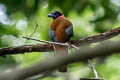 Diard's Trogon Harpactes diardii sumatranus