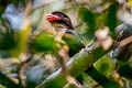 Dusky Broadbill Corydon sumatranus laoensis