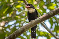 Dusky Broadbill Corydon sumatranus laoensis