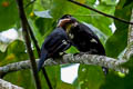 Dusky Broadbill Corydon sumatranus sumatranus